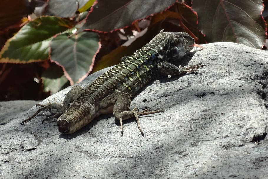lizard, tail, short, reduced, cut off, reptile, animal, reptiles HD wallpaper