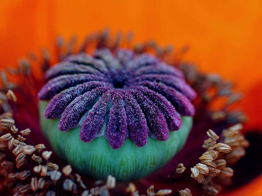 shallow focus photography of purple, teal, and gray flower, poppy flower, HD wallpaper