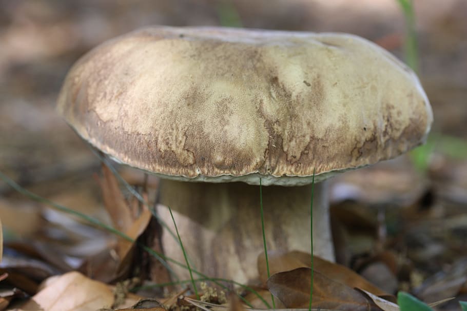 Porcini, Mushroom, Edulis, Autumn, edible, wild, food, bolete, HD wallpaper