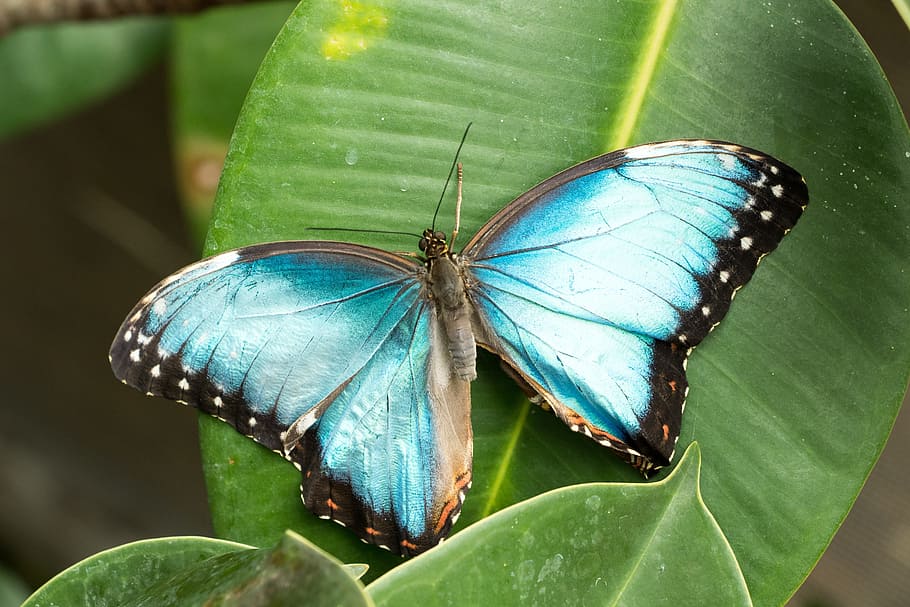 morpho butterfly perching on green leaf on focus photo, Insect HD wallpaper