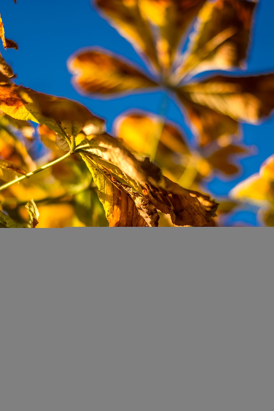 chestnut leaves, autumn, nature, tree, october, brown, earth, HD wallpaper