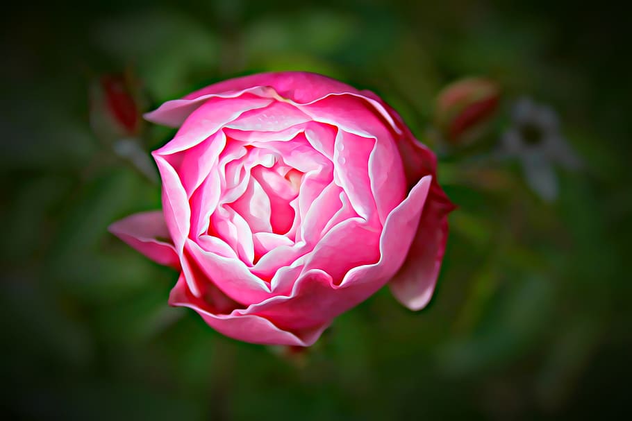 Graphics, Digital, Plant, Flower, rose, flowers, pink, nature HD wallpaper