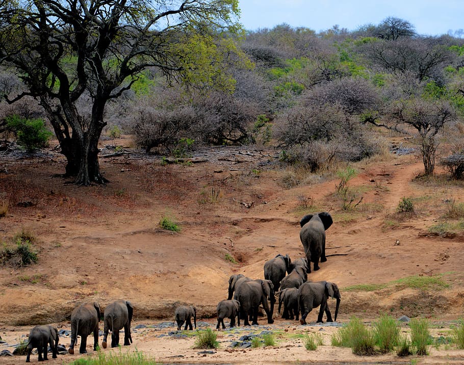 Elephants on Brown Mountain, africa, animal photography, barbaric, HD wallpaper