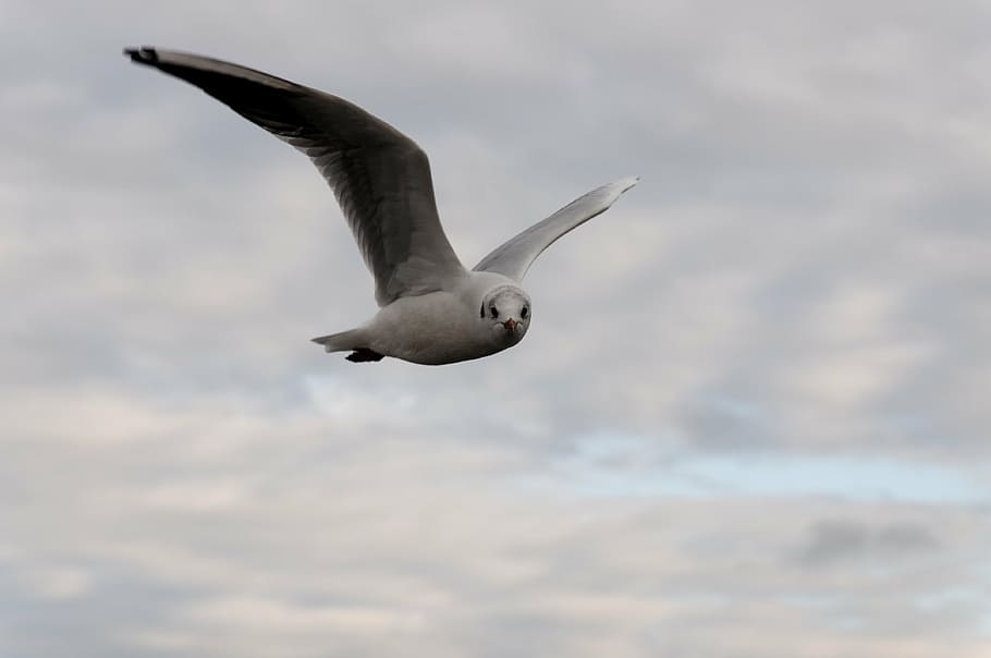 seagull, bird, flight, clouds, animal, water bird, animal wildlife HD wallpaper