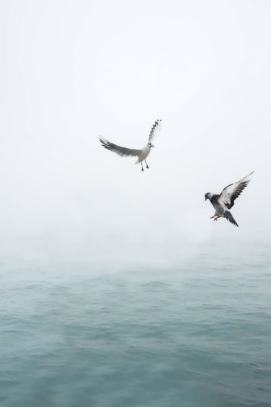 two grey pigeons above body of water during daytime, seagull, HD wallpaper