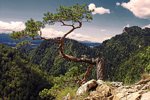 green tree on mountain top, pine, tatry, symbol, pieniny, malopolska HD wallpaper