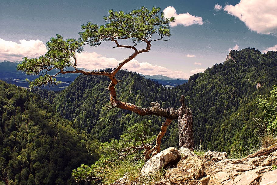 green tree on mountain top, pine, tatry, symbol, pieniny, malopolska HD wallpaper