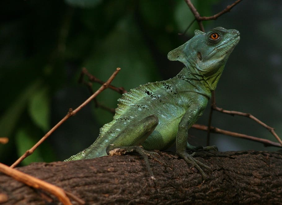 plumed basilisk, green, double crested, basiliscus plumifrons, HD wallpaper