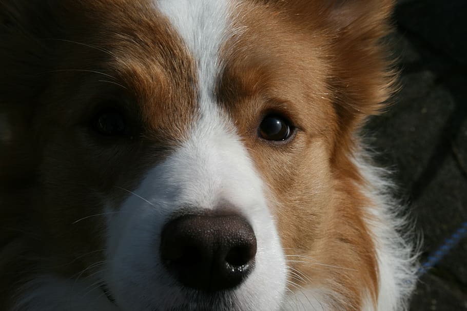 border collie, red, dog, one animal, domestic, mammal, canine HD wallpaper