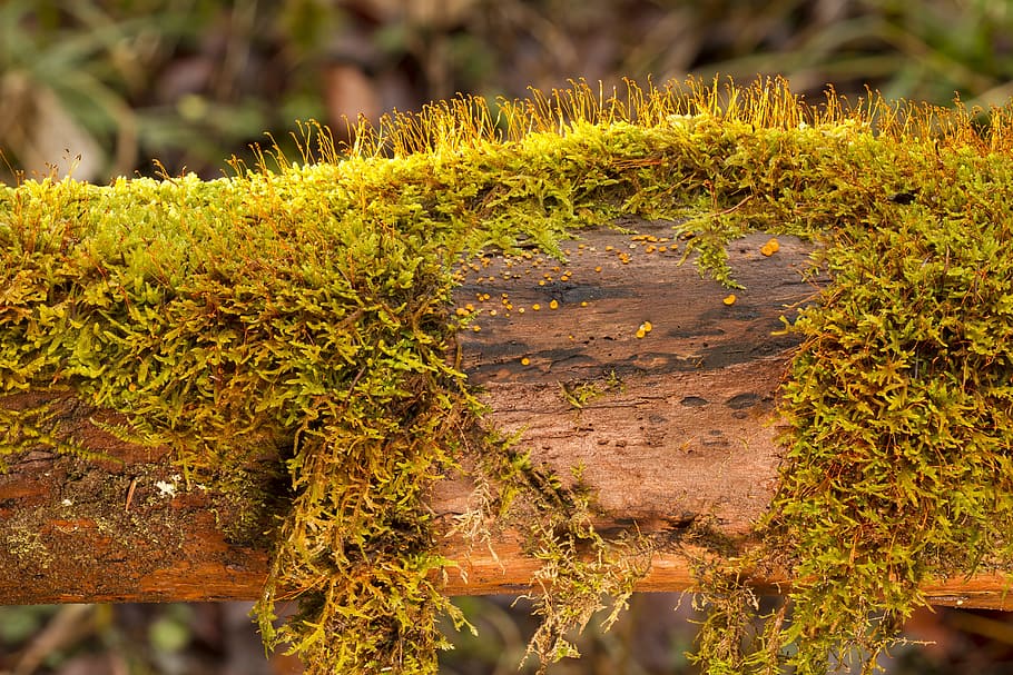 Slime Molds 1080p 2k 4k 5k Hd Wallpapers Free Download Wallpaper Flare