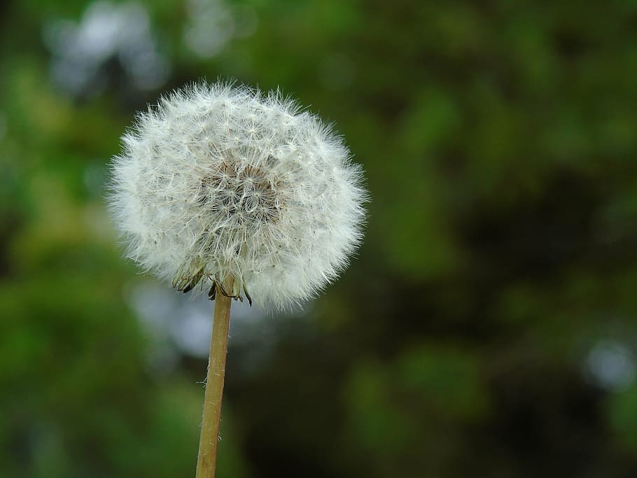 dandelion, screen pilot, korbblüter, asteraceae, seeds, nature HD wallpaper