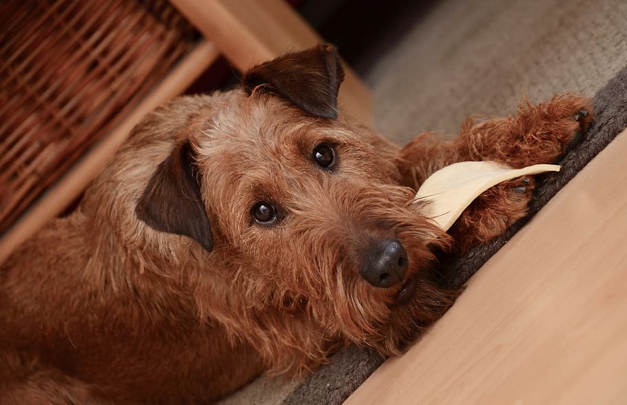 adult wire-haired tan terrier, dog, irish terrier, brown, eat