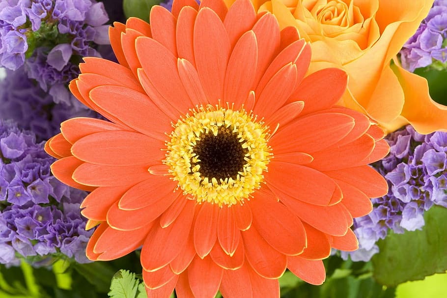 orange Gerbera flower, Background, Beautiful, Bloom, Close HD wallpaper