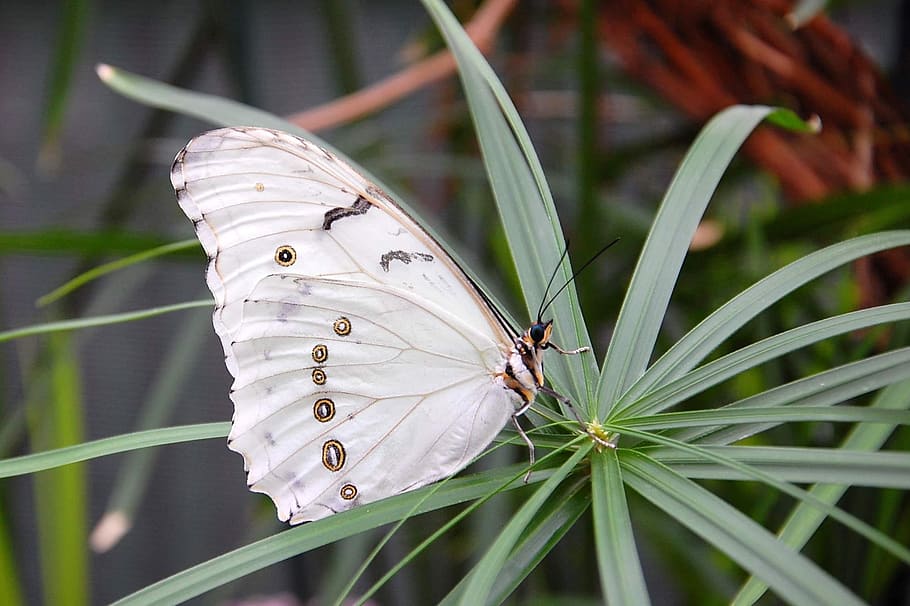 Insect, Butterfly, Nature, butterfly - Insect, animal, animal Wing HD wallpaper