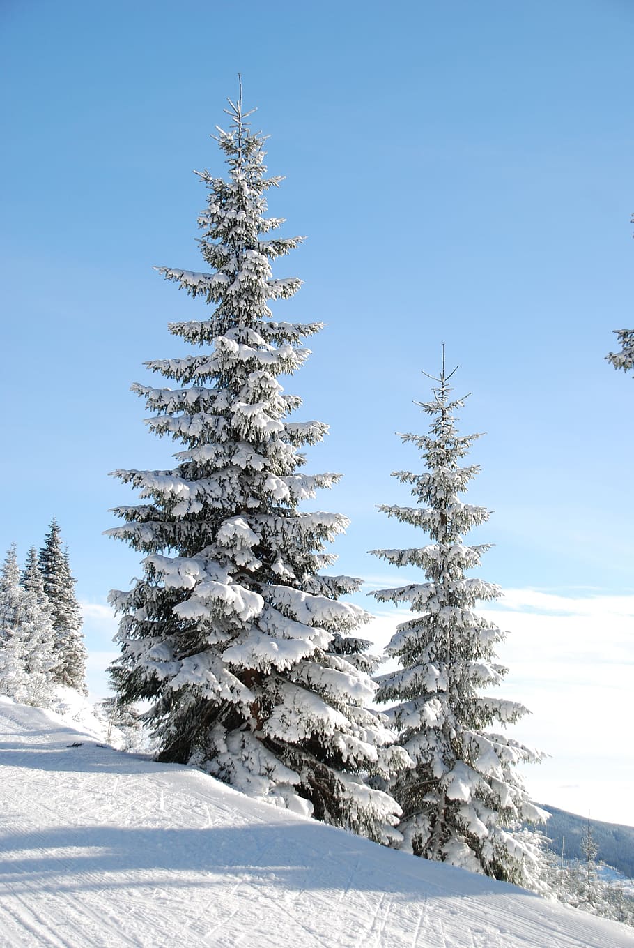 two trees covered by snow, winter, den, christmas tree, cold temperature HD wallpaper