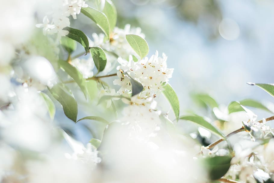 selective focus photography of white flowering tree in bloom, white flowers HD wallpaper