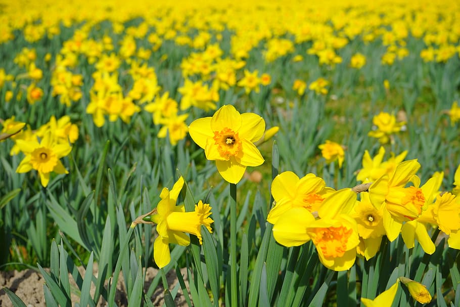 daffodil field, flowers, sea of flowers, blütenmeer, narcissus pseudonarcissus
