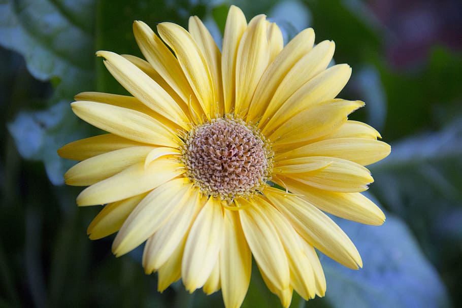gerbera daisy, gerber daisy, flower, flora, spring, summer HD wallpaper