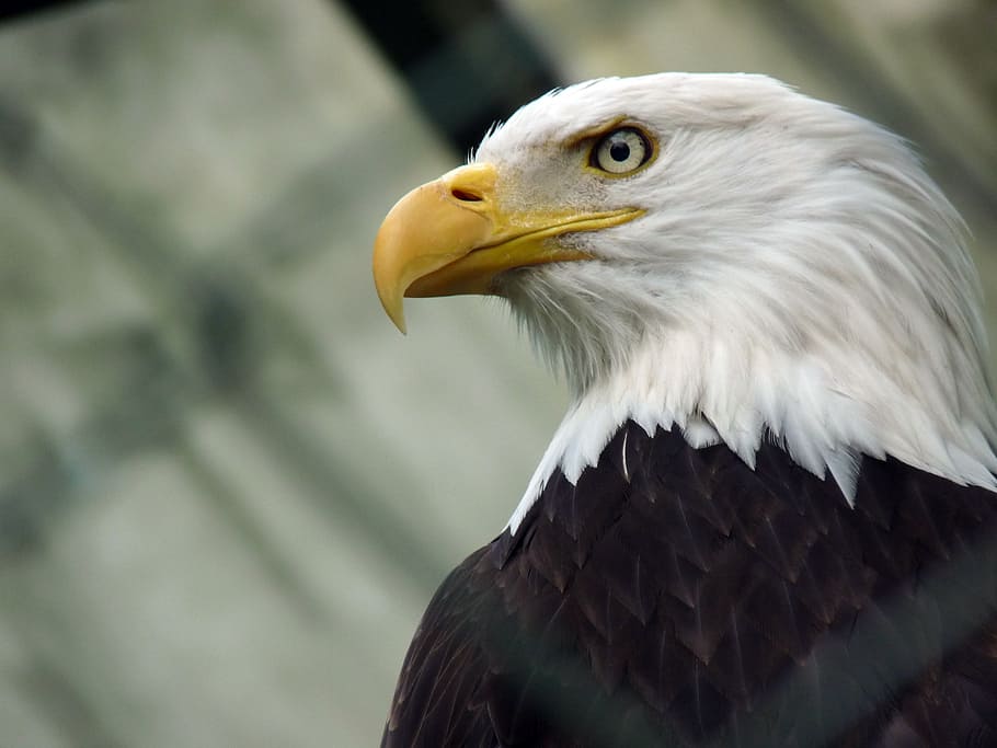 closeup photography of bald eagle, washington eagle, sea-eagle HD wallpaper