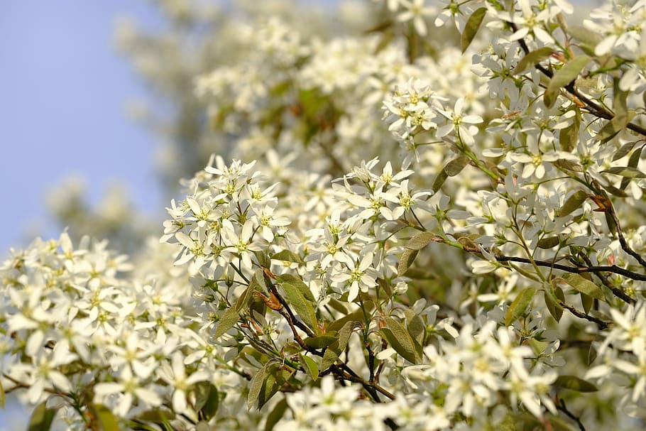 flower, blossom, bloom, tree, spring, plant, flowering plant HD wallpaper