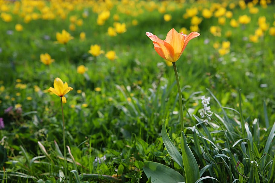 nature, field, plant, spring, season, plants, flower, bloom HD wallpaper