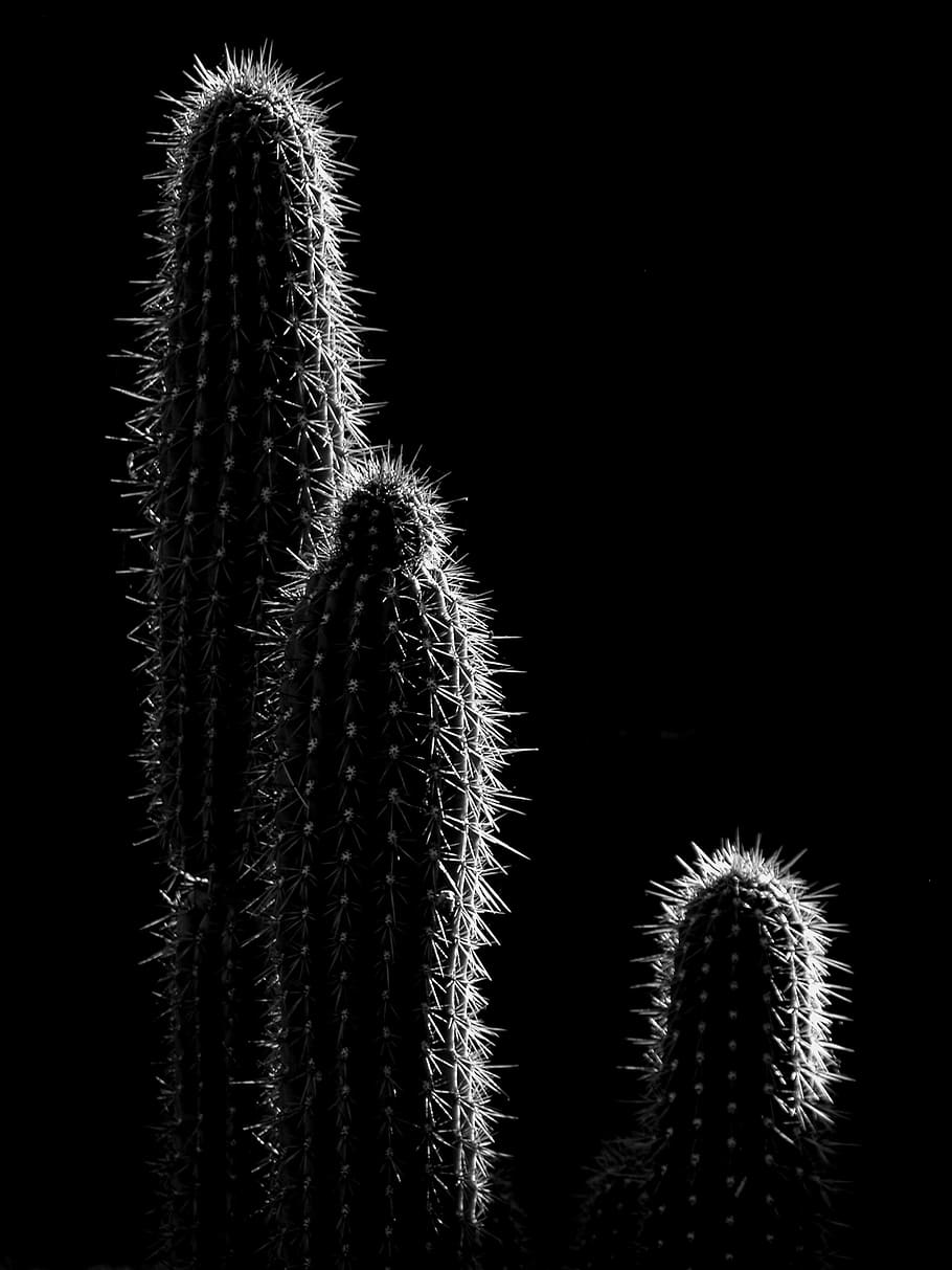 1920x1080px Free Download Hd Wallpaper Grayscale Photo Of Cactus