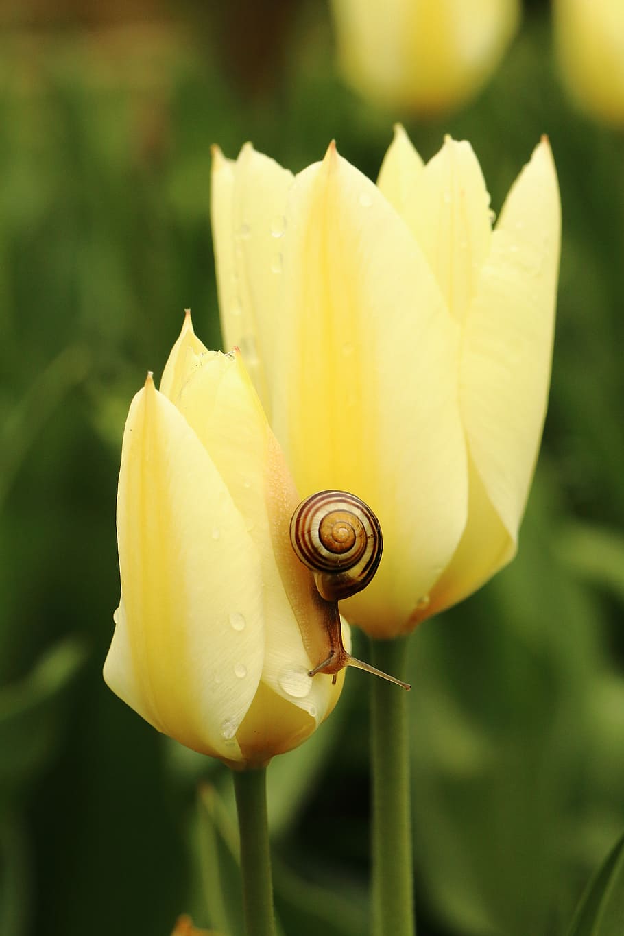 tulip, snail, yellow, beauty in nature, plant, flowering plant HD wallpaper
