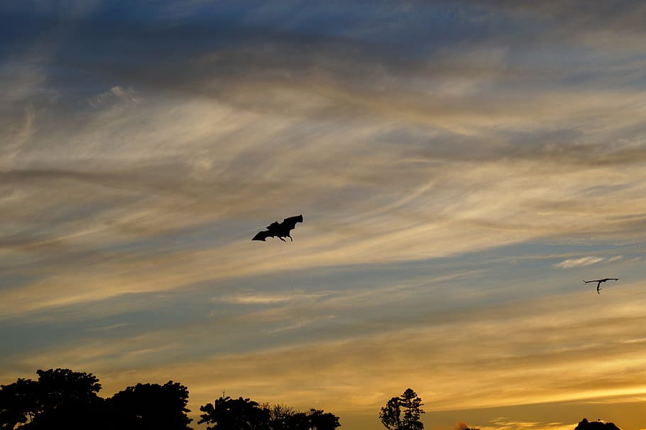 Bat, Flight, Fly, Air, Clouds, Walk, sunset, holiday, el salvador HD wallpaper
