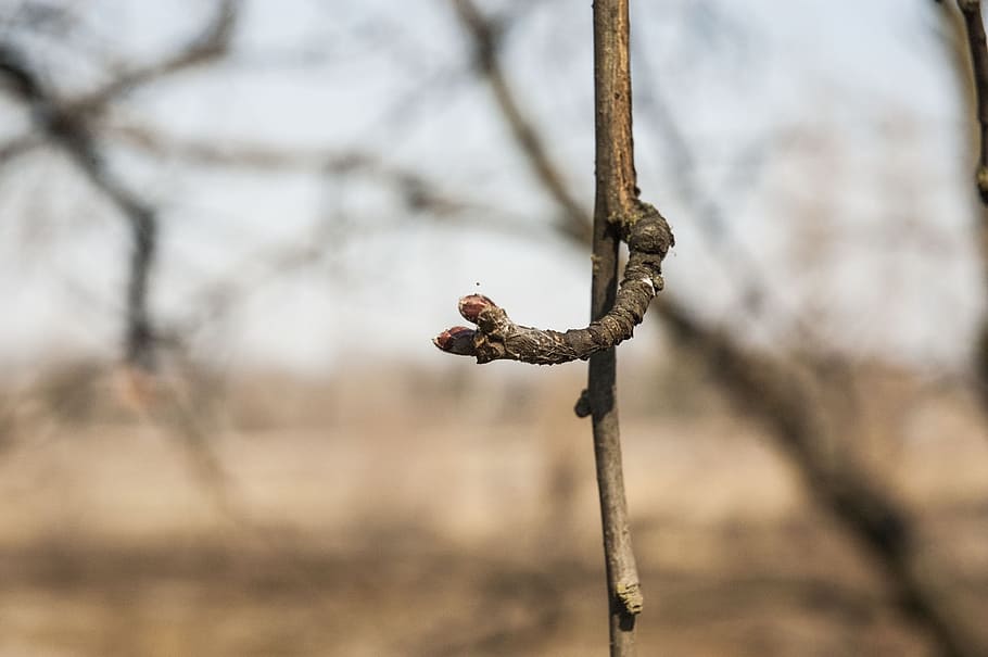 Branch, Spring, Buds, Tree, the buds, dissolved, april, nature HD wallpaper