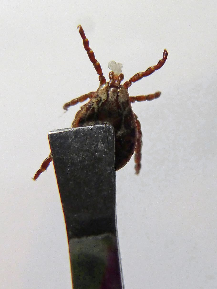 Tick, Mite, Clip, Trapped, Insect, plague, one animal, animal themes HD wallpaper