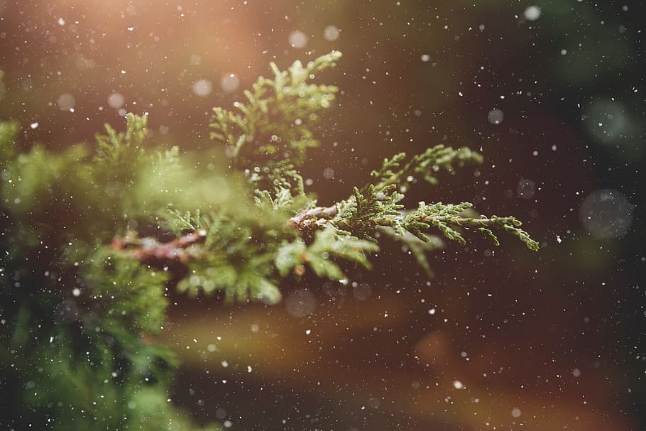 winter, dust, plant, blur, advent, branch, bright, color, daylight HD wallpaper