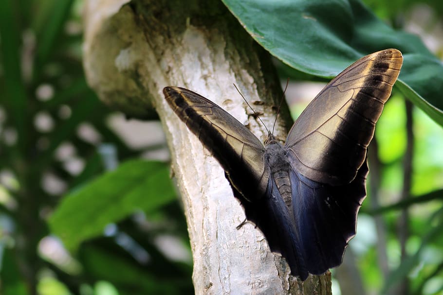 butterfly, blue, branch, leaf, leaves, green, black, tan, nature HD wallpaper