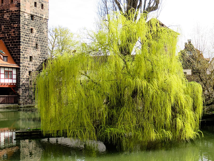 tree, pasture, weeping willow, spring jewelry, harbinger of spring, HD wallpaper