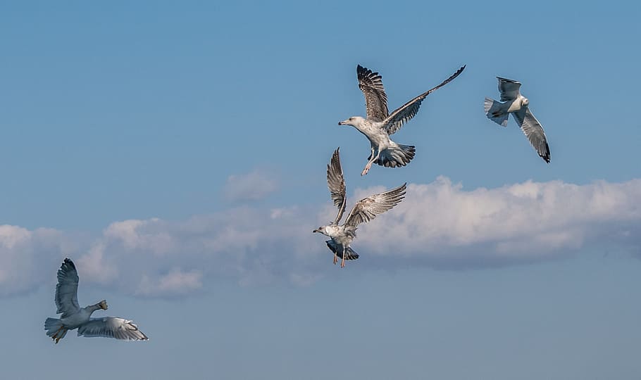 flight, bird, wing, sky, air, travel, gulls, flying, animal themes HD wallpaper