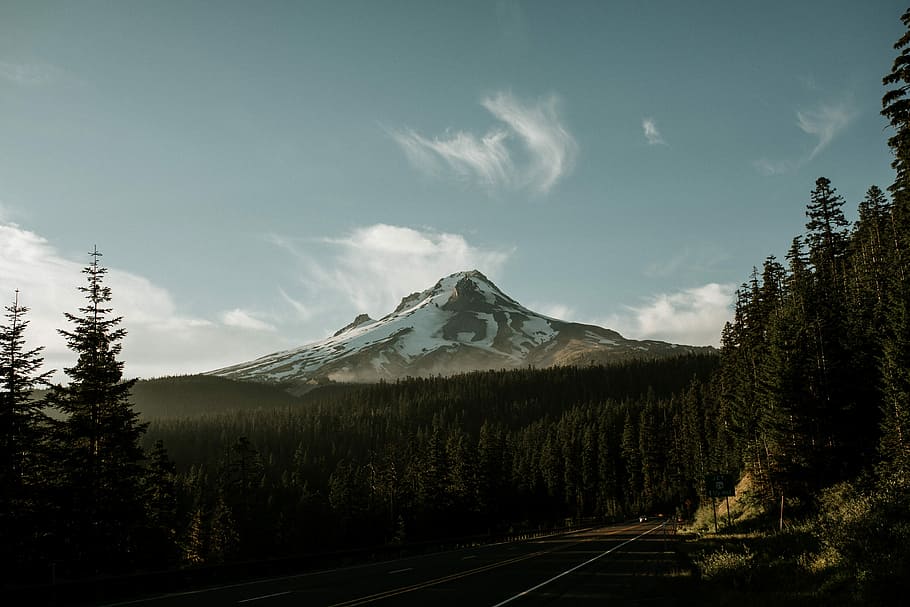 landscape photo of green trees, pine trees in front of green mountain HD wallpaper