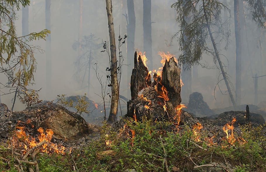forest fire at daytime, båtfors, smoke, burning for conservation HD wallpaper