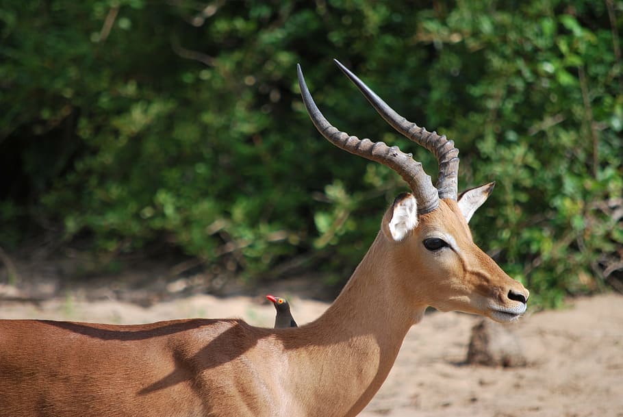 Antelope, Savannah, South Africa, kruger park, safari, wildlife, HD wallpaper