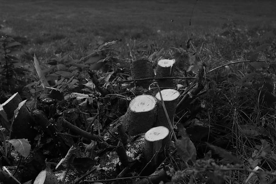 stump, tree stump, landscape, nature, black and white, field HD wallpaper