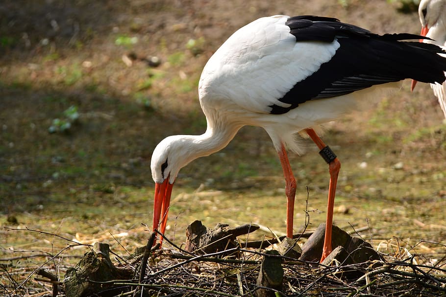 Stork, Feather, Bird, Animals, Germany, storks, birds, white stork HD wallpaper