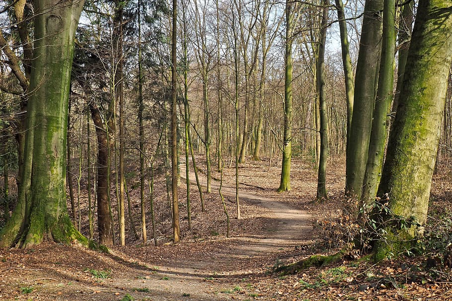 Forest, Away, Nature, Path, Trees, forest path, landscape, trail HD wallpaper