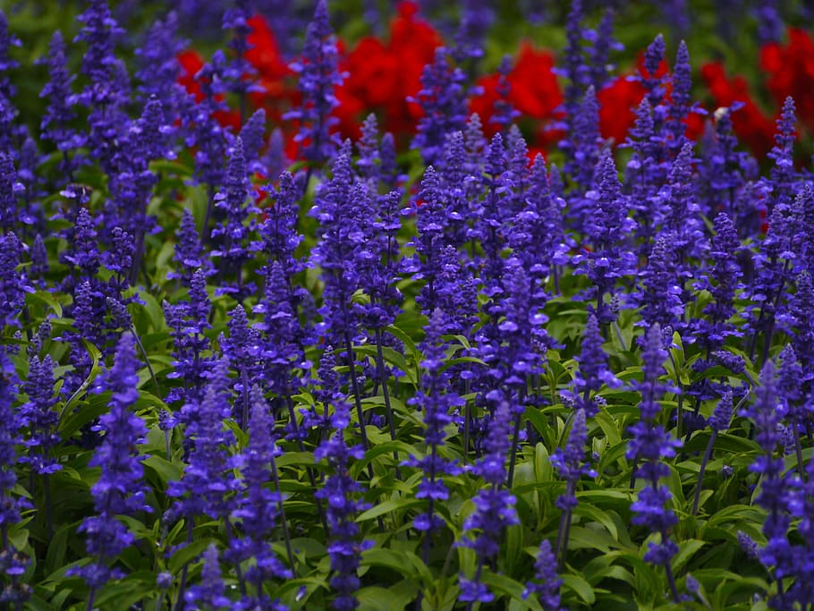 blue sage, flowers, blue-violet, red, leaf, green, gregariousness, HD wallpaper