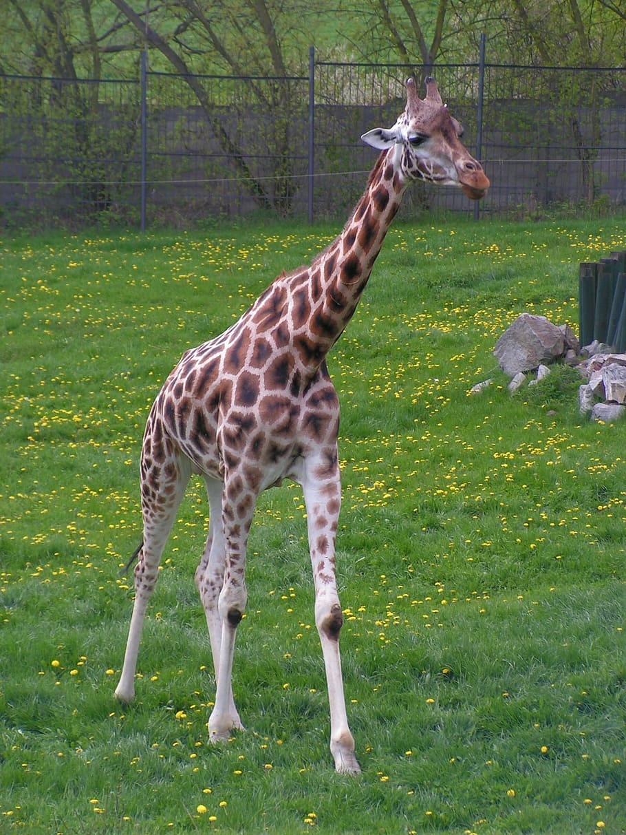 giraffe, go, step, grass, range, animal, animal themes, mammal HD wallpaper