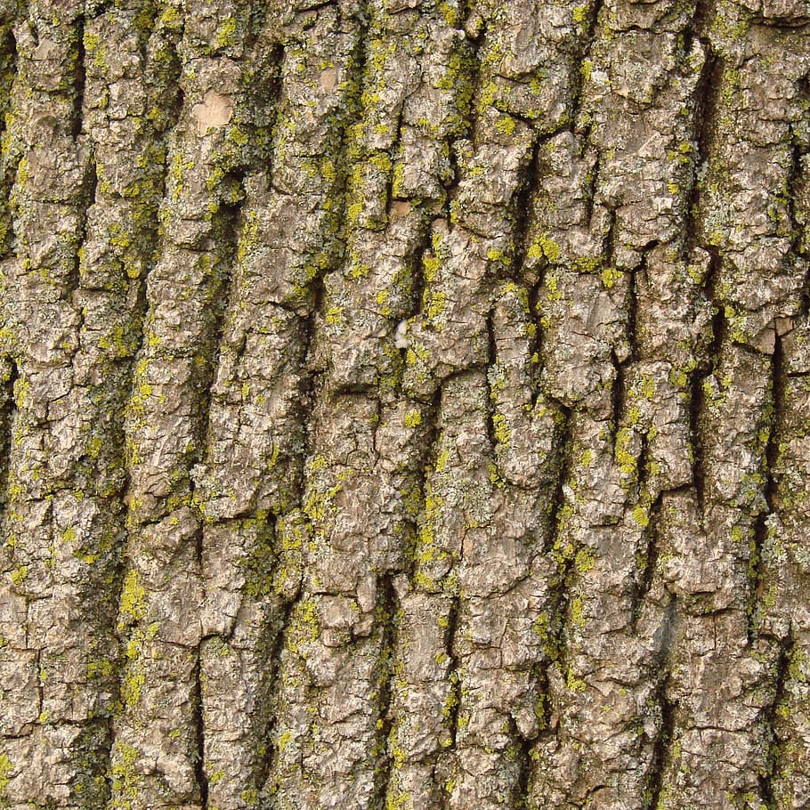 Bark, Tree, Nature, Texture, Wood, Brown, trunk, rough, surface HD wallpaper