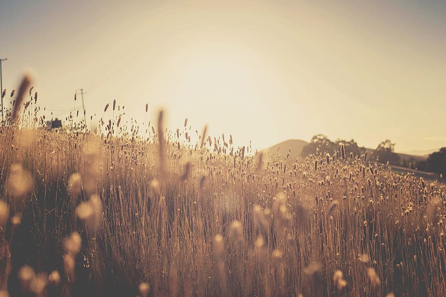 wheat field, plants, sun rays, sunset, nature, sky, landscape HD wallpaper