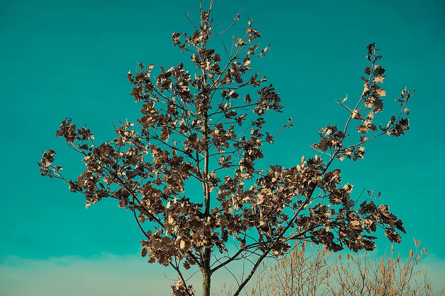 tree, close, green, abstract, nature, macro, cherry, spring HD wallpaper