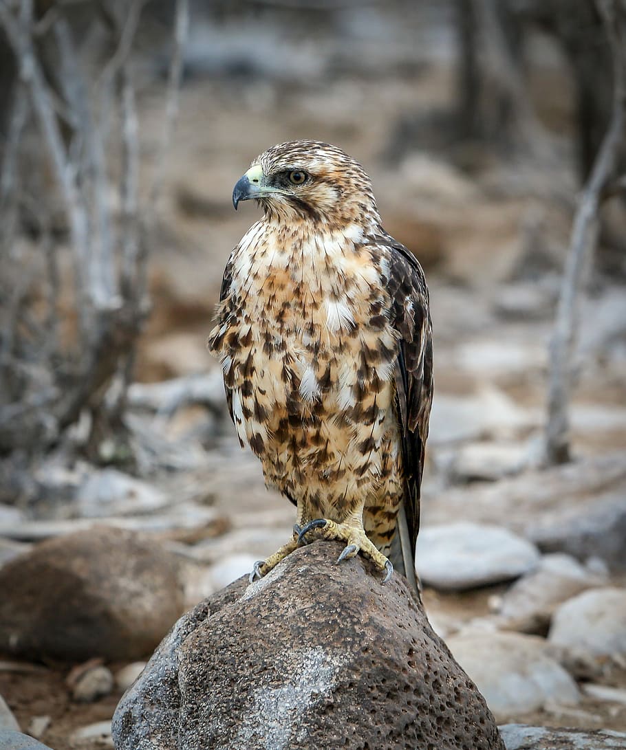 perching eagle on stone photography, brown falcon standing on rock HD wallpaper