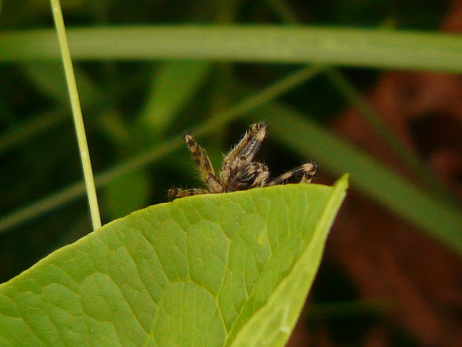 Spider, Leaf, Risk, Toxic, Animal, Fauna, creepy, green color HD wallpaper