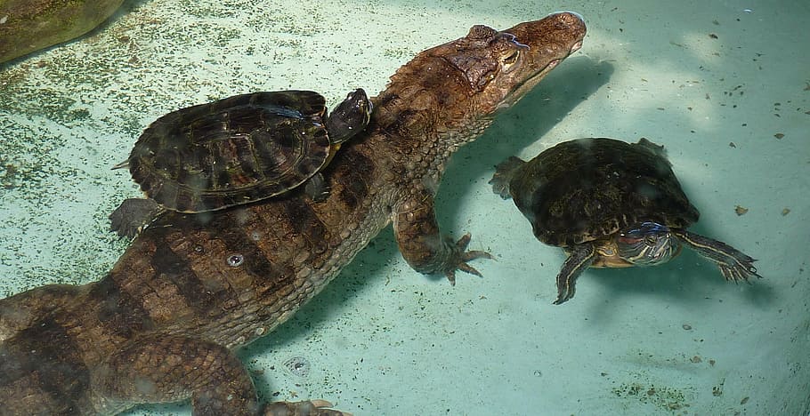 turtle, crocodile, picture, animal, reptile, nature, sea, wildlife HD wallpaper