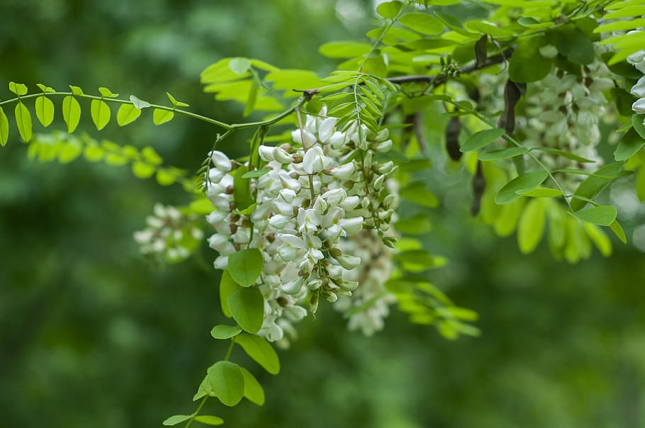 flowers, tree, forest, green, spring, leaf, nature, flora, plant HD wallpaper