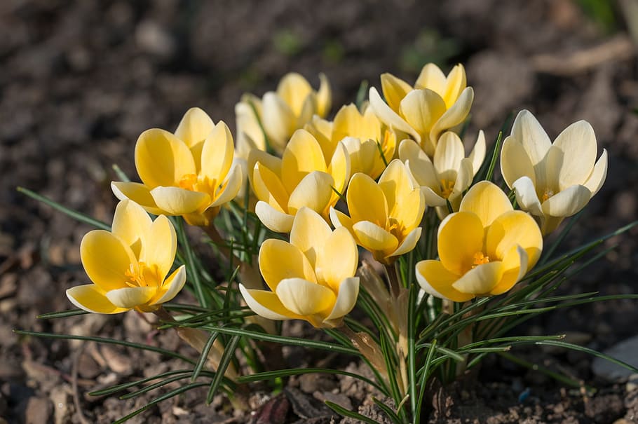 selective focus photo of yellow petaled flowers, Crocus, Blossom HD wallpaper